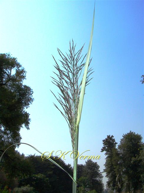  Inflorescence-Young Panicle